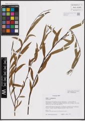 Foto von Salix excelsa S. G. Gmel.